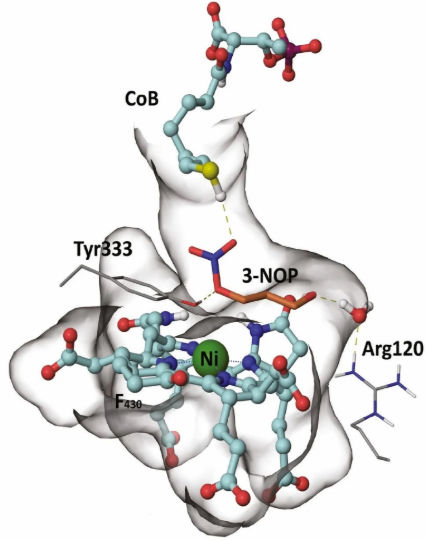 Active site of 3-NOP-bound methyl-coenzyme M reductase..PNG
